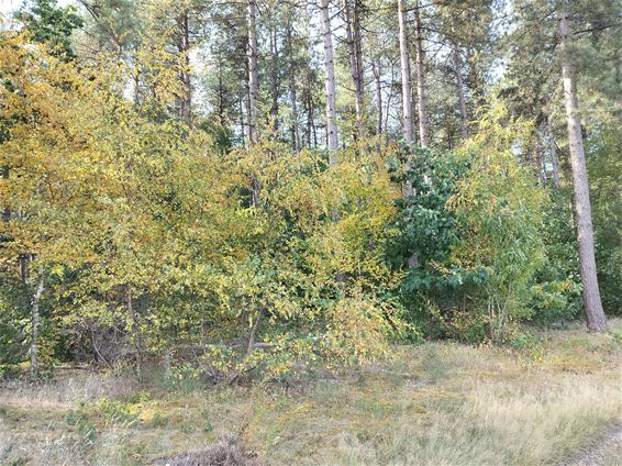 Bomen lijken de herfst al te voelen