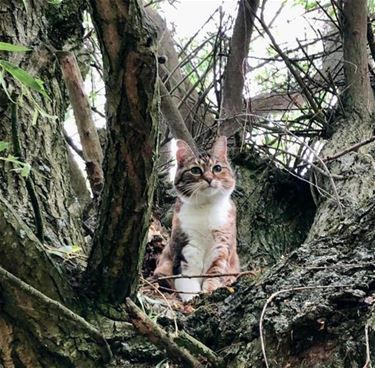 Hamont-Achel - Bon voor kattensterilisatie opnieuw beschikbaar