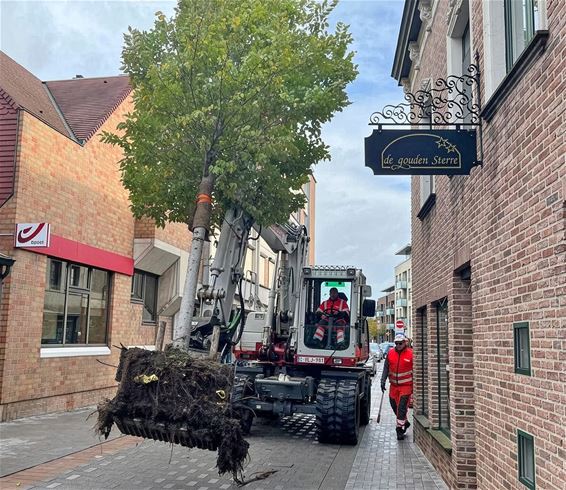 Bree - Boom van Witte Torenwal krijgt nieuwe thuis