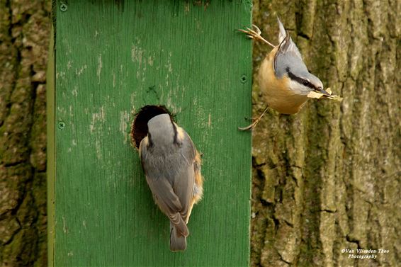 Boomklevers druk in de weer met nestbouw - Hamont-Achel
