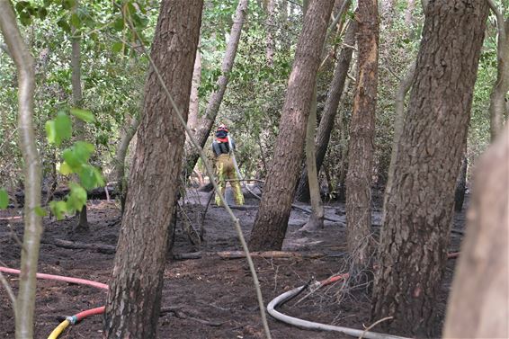 Bosbrand in Tervant - Beringen
