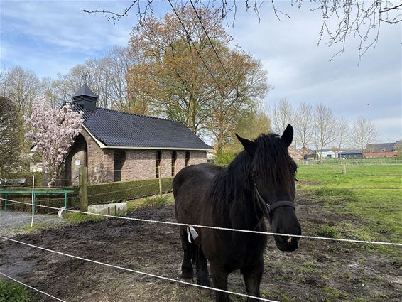 Boskapelleke mooi gerestaureerd - Hamont-Achel