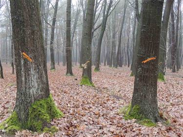 Boswerken aan Chiro 't Fonteintje Koersel - Beringen