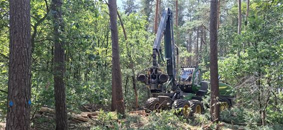Pelt - Boswerken bereiden natuurbegraafplaats voor