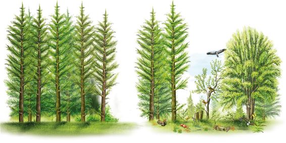 Oudsbergen - Boswerken in Duinengordel