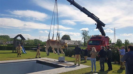 Brabants trekpaard belandt in zwembad - Bocholt