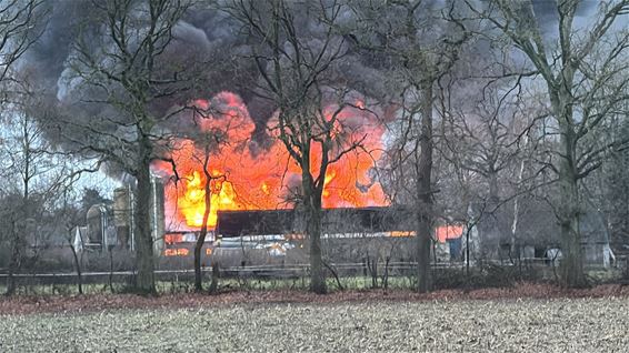 Tweeduizend biggen omgekomen bij brand - Lommel