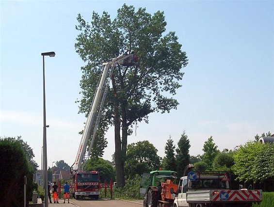Brandweer rooit boom vanwege veiligheid - Overpelt