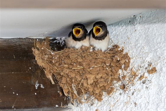 Bree - Bree helpt zwaluwen aan nestplaats