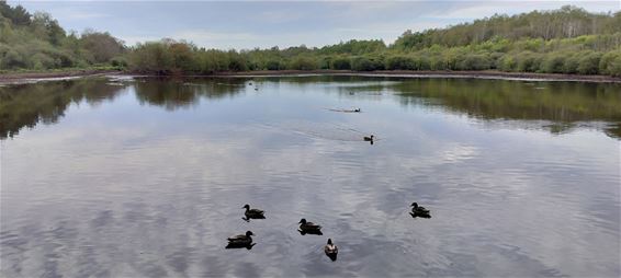 Broekven kan nog wat water gebruiken - Oudsbergen