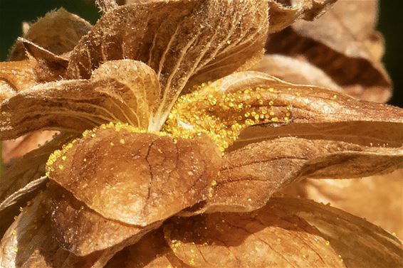 Brouwersgoud uit eigen Peltse tuin - Pelt