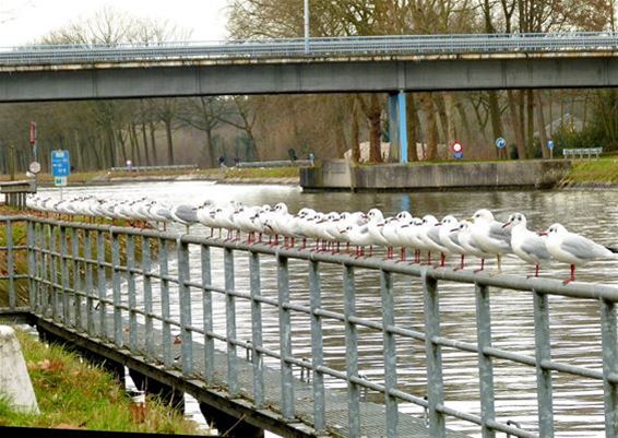 Brug in SHLille wordt gerenoveerd - Pelt