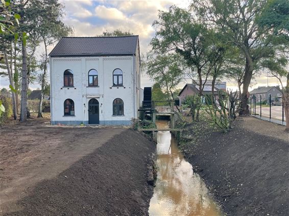 Brulmolen toont zich weer - Beringen