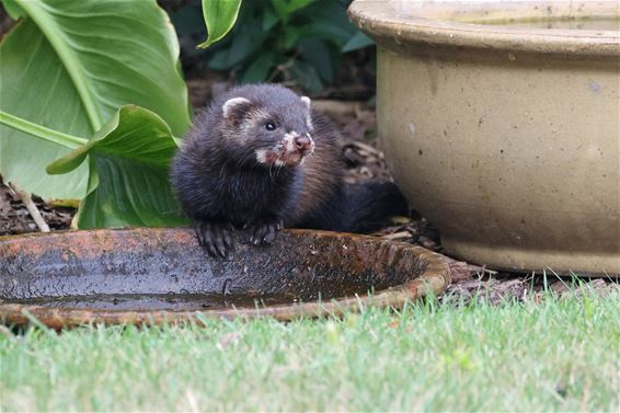 Bunzing op rattenjacht in Pelt - Pelt