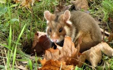 Burchten  wilde hamsters ontdekt - Tongeren