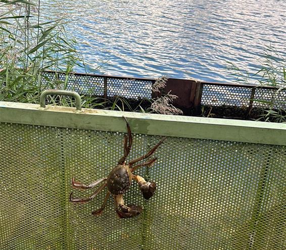 Chinese wolhandkrab gespot - Beringen