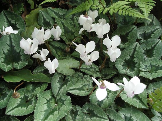 Cyclamen hederifolium - Hamont-Achel