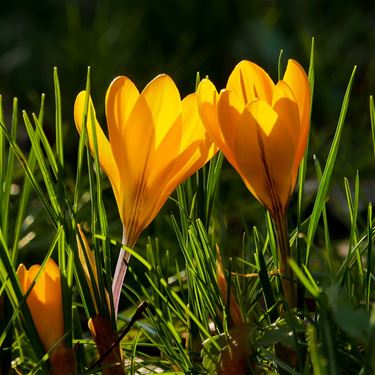 Daar is de lente (2) - Beringen