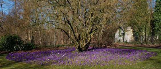 Daar is de lente (2) - Beringen
