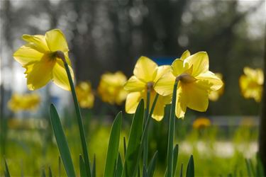 Daar is de lente - Leopoldsburg