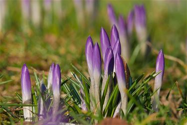 Daar is ook de lente - Beringen