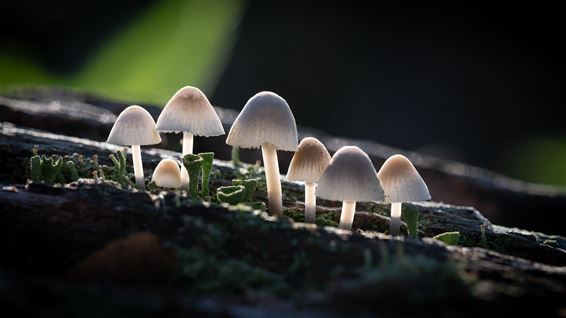 Daar komen de paddenstoelen - Hamont-Achel