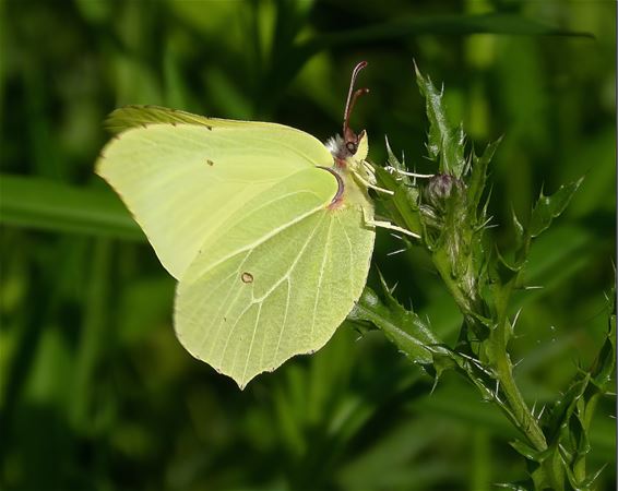 Daar was de lente... - Peer