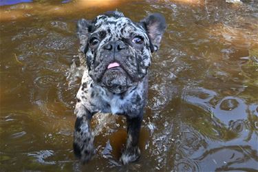 Dag van de hond bij Blueberry Fields - Beringen