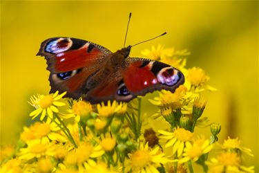Dagpauwoog is meeste getelde vlinder in Beringen - Beringen