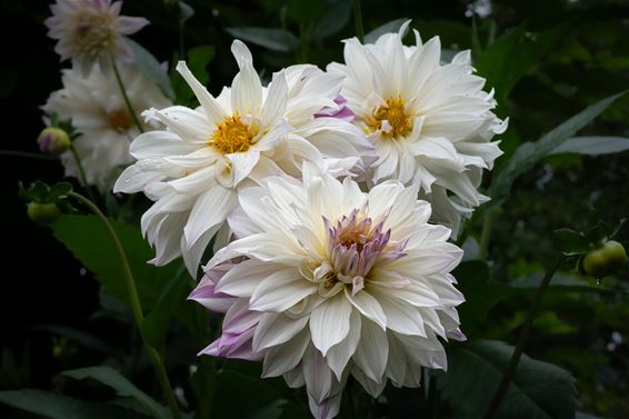 Dahlia’s op hun mooist - Hamont-Achel