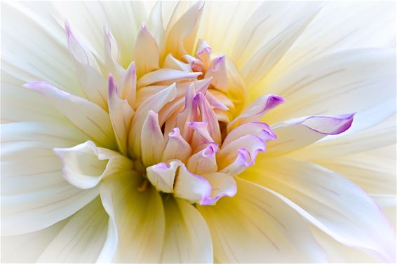 Dahlia's: verborgen schoonheid van dichtbij - Hamont-Achel