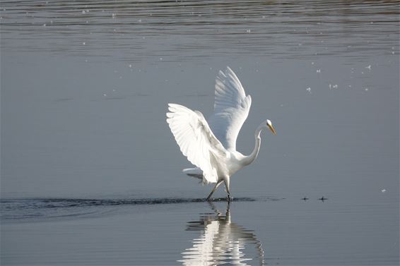 Bree - Dansende Grote Zilverreiger