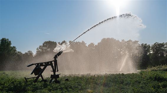 De aardappelen snakken naar water - Hamont-Achel