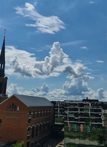 De beer van Beringen... - Beringen