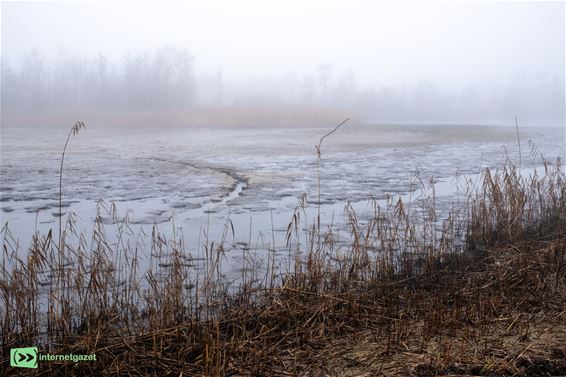 Pelt - De bever weer aan het werk aan de provincievijver?