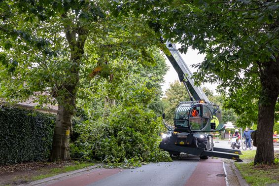 De bomen... ze worden geveld - Lommel