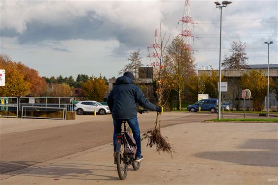 De bomen zijn uitgedeeld - Pelt