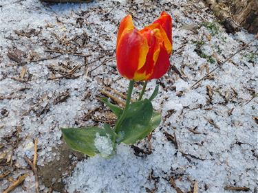 Beringen - De grillen van het weer in de 19de eeuw