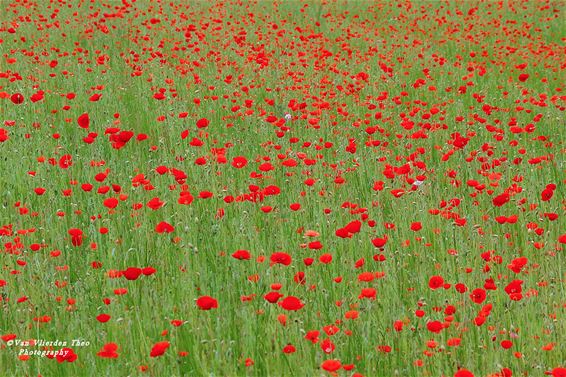 Hamont-Achel - De 'coquelicots' van Theo
