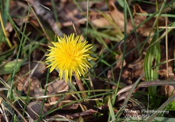 De eerste paardenbloem - Hechtel-Eksel