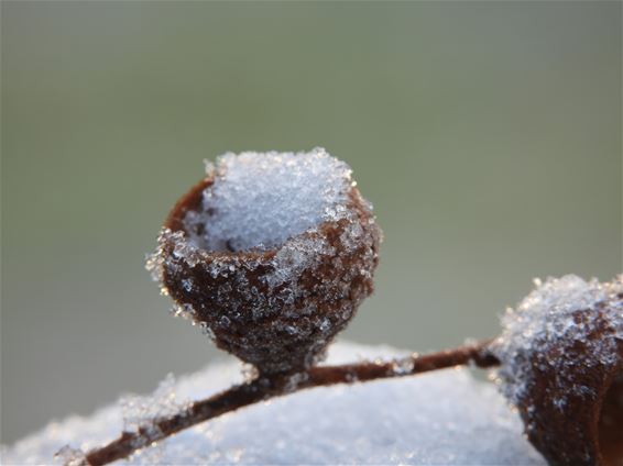 De eerste winterprik in Den Tip - Lommel