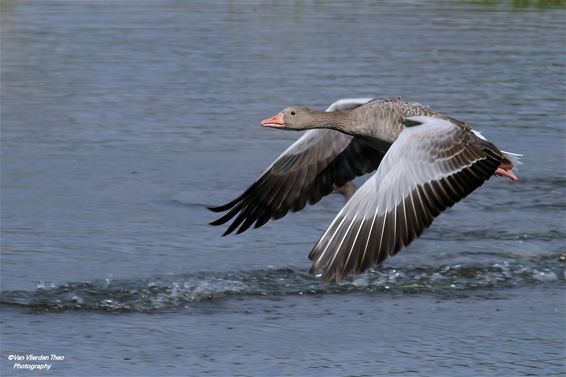 De grauwe gans - Hamont-Achel