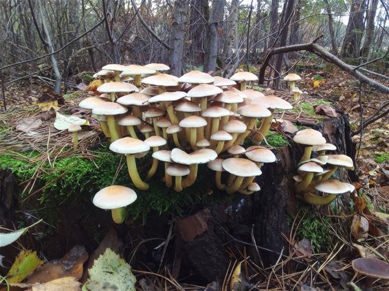 De grootste in oppervlakte - Oudsbergen