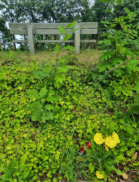 De grote teunisbloem en het zwerfvuil - Pelt