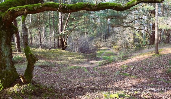 De Hasseltse berg - Hechtel-Eksel