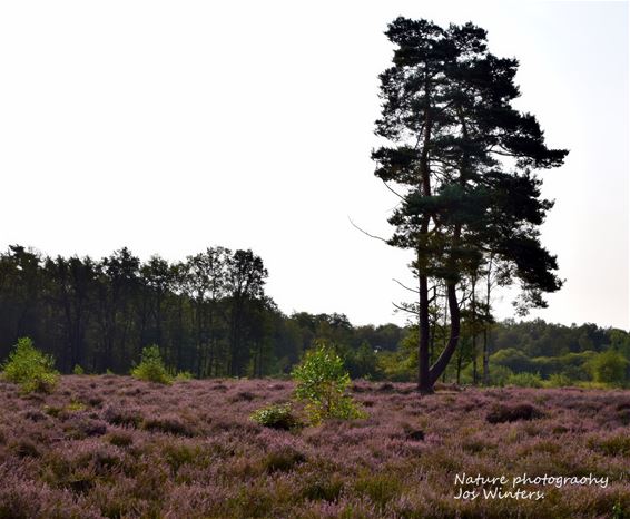 De heide bloeit - Hechtel-Eksel