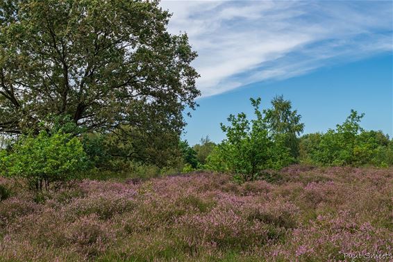 De heide bloeit - Pelt