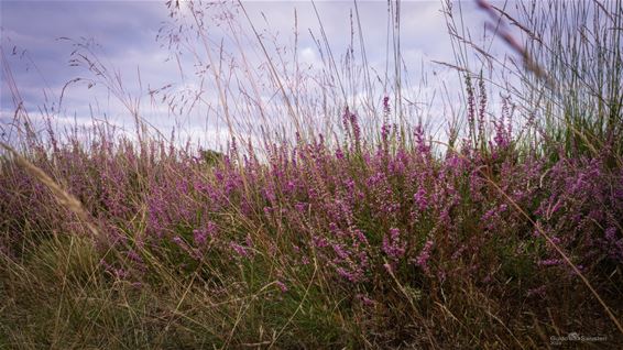 De heide in het Hageven kleurt paars - Pelt