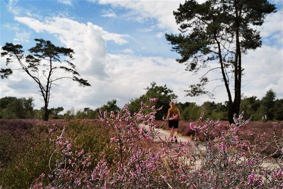 De heide wenkt - Pelt