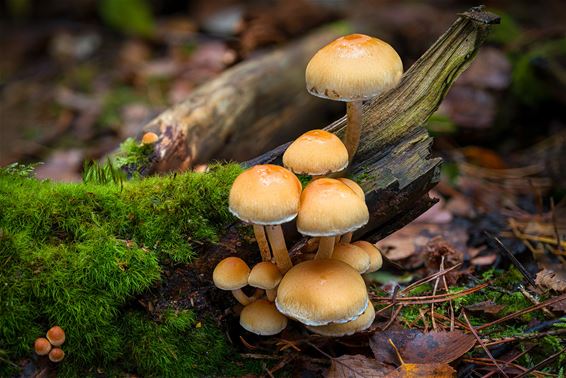 De herfst in miniatuur - Hamont-Achel